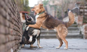 为什么狗狗会吵架打架的原因
