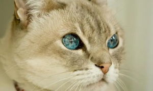 为什么猫咪瞳孔可以变化
