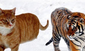 猫咪为什么跟大老虎打架呢