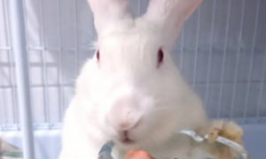 幼兔能吃多少兔粮