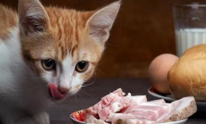 为什么猫咪也爱吃骨头呢