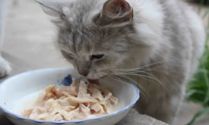 为什么猫咪不吃蟹排骨肉