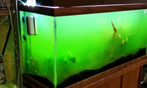 怎样防止鱼缸水变绿