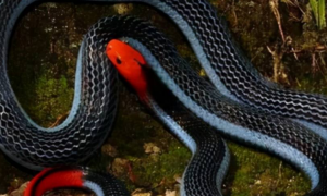 广东红头蛇有毒吗