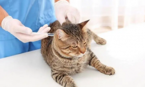 为什么猫咪打疫苗还要隔离呢