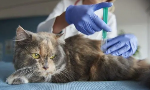 猫咪打疫苗是为了预防什么