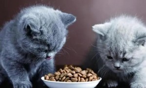 蔬菜猫粮为啥猫咪不吃