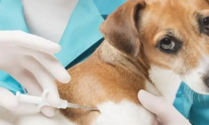 狗狗为什么不怕打疫苗呢
