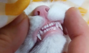 为什么猫咪牙齿是雪白的