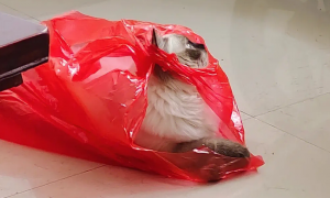 猫咪为什么要咬塑料袋