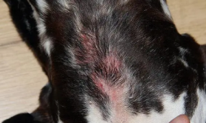 为什么狗狗容易得湿疹的原因