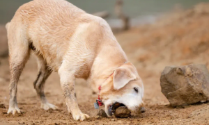 狗狗为什么要咬石头
