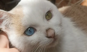猫咪的眼睛为什么不亮