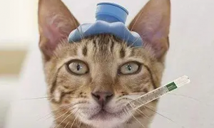 猫咪感冒时用什么药