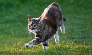 为什么猫咪会跟着跑