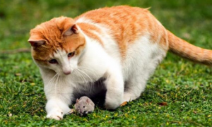 猫为啥不当人面吃老鼠