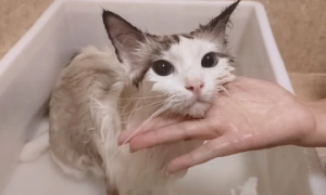 怎么帮猫咪洗澡
