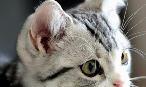 猫的耳朵为什么很灵敏