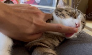 猫咪为什么总舔手指尖