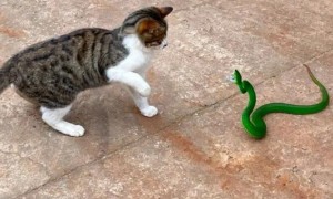 蛇真的咬不到猫吗