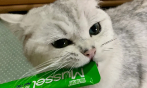 猫咪能吃猫条吗