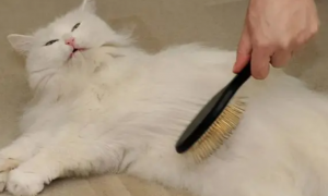 猫咪总是掉毛怎么处理