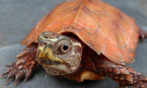 枫叶龟为什么难养