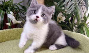 蓝白矮脚猫是什么品种
