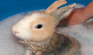 宠物兔能洗澡吗