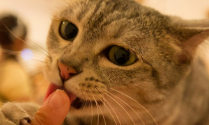 为什么猫咪咬人指头