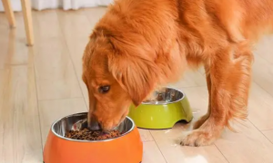 狗狗吃饭的碗用什么材质