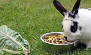 兔粮人可以吃吗