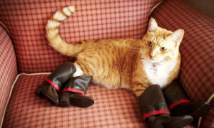 为什么要给猫咪做鞋子呢