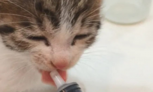 猫咪不爱吃奶粉的原因