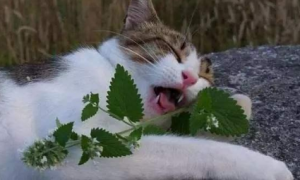 猫咪为什么爱吃丁香叶