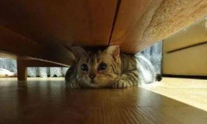 猫咪为什么总爱躲床下面睡觉