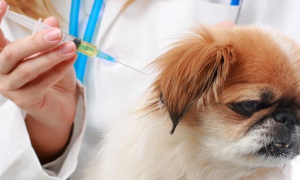 狗狗偶尔咳嗽可以打疫苗