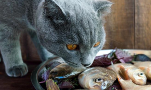 猫喜欢吃鱼还是吃肉