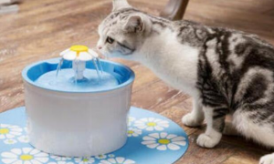 猫咪喝水为什么要抬爪子呢