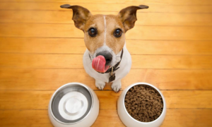 如何使用狗粮喂食幼犬的方法