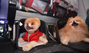 狗狗坐飞机托运需要多少钱