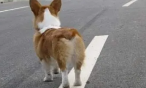 为什么狗狗不能穿马路