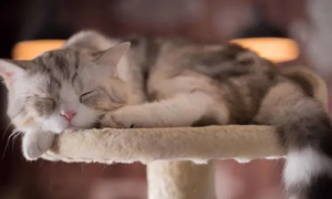 猫咪为什么都爱睡觉呢