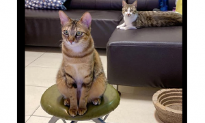猫咪为什么站在凳子上呢