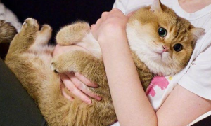 为什么一抱猫咪它就大喘气