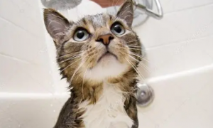 猫咪洗澡为什么发抖呢