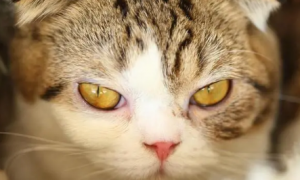 为什么猫咪的瞳孔忽大忽小的原因