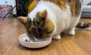 如何给小猫吃狗粮不拉稀呢