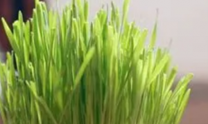水培猫草的种植方法视频