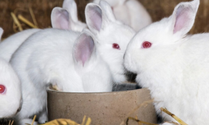兔子吃多少兔粮